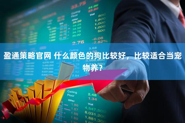 盈通策略官网 什么颜色的狗比较好，比较适合当宠物养？